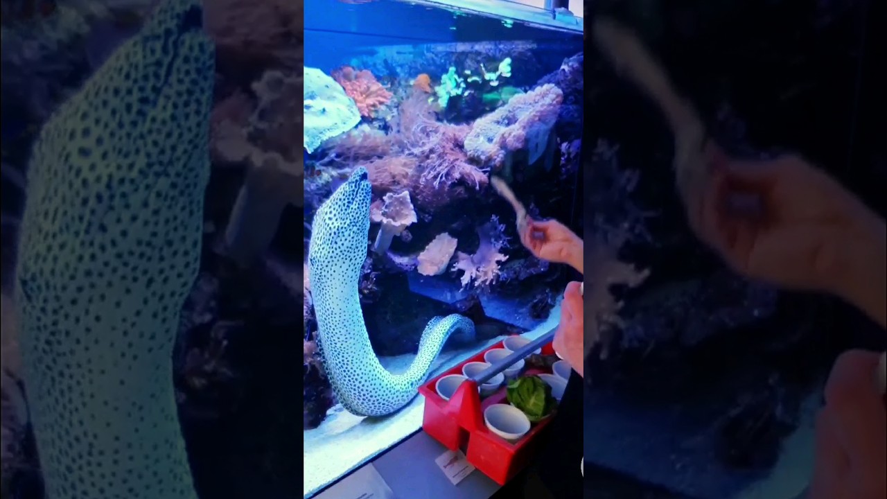 Laced moray - Gymnothorax favagineus #shorts