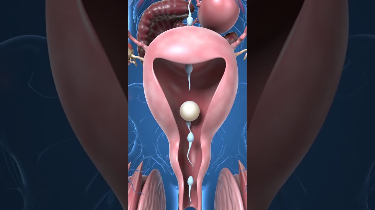 Female Reproductive System | Ovulation & Fertilization in 3D animation #pregnancy #Fertilization
