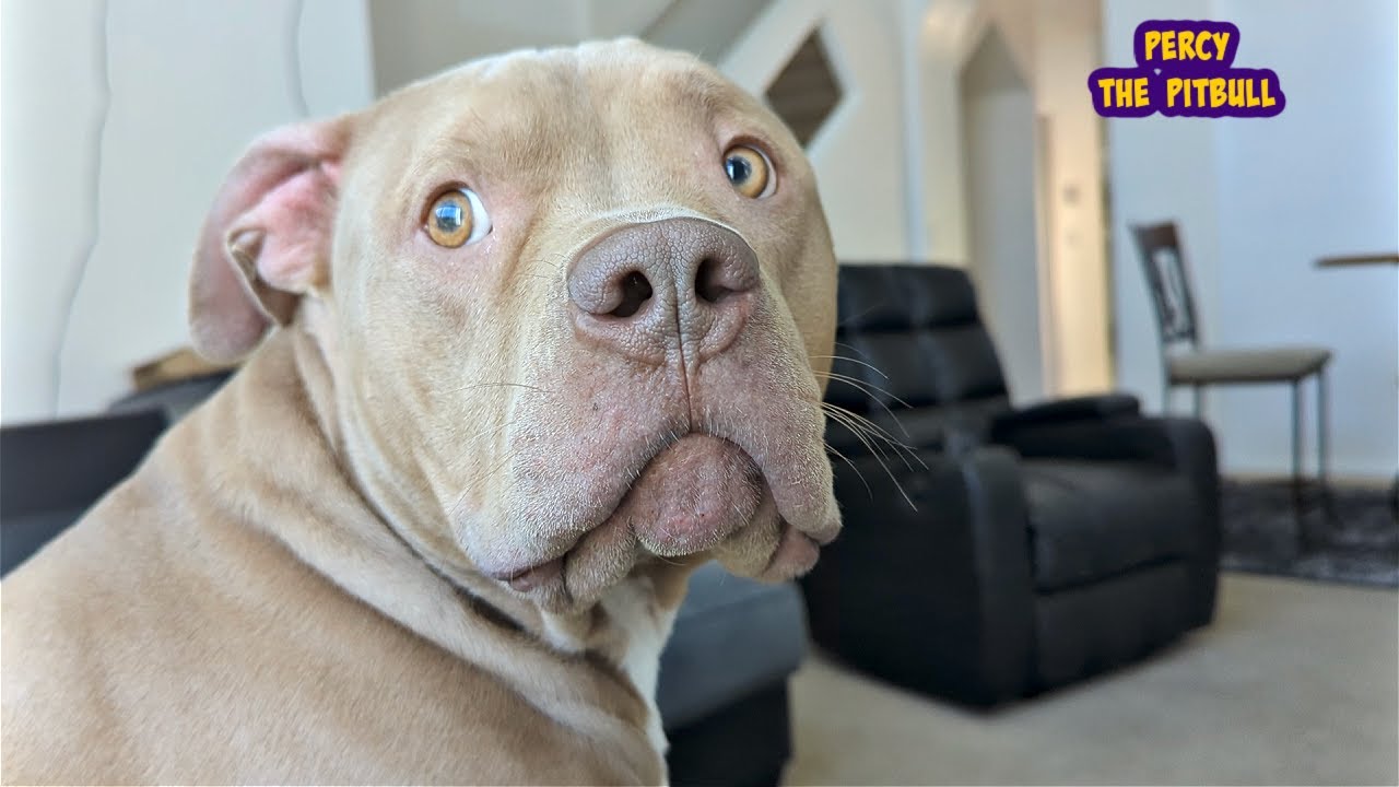 Pitbulls Reaction To Rain Is The Funniest Thing You'll See Today 😳😂