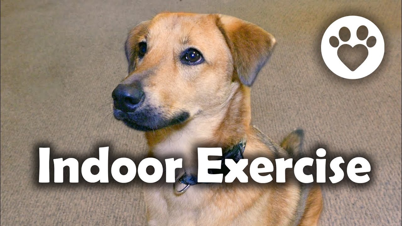 Indoor Exercises for Dogs