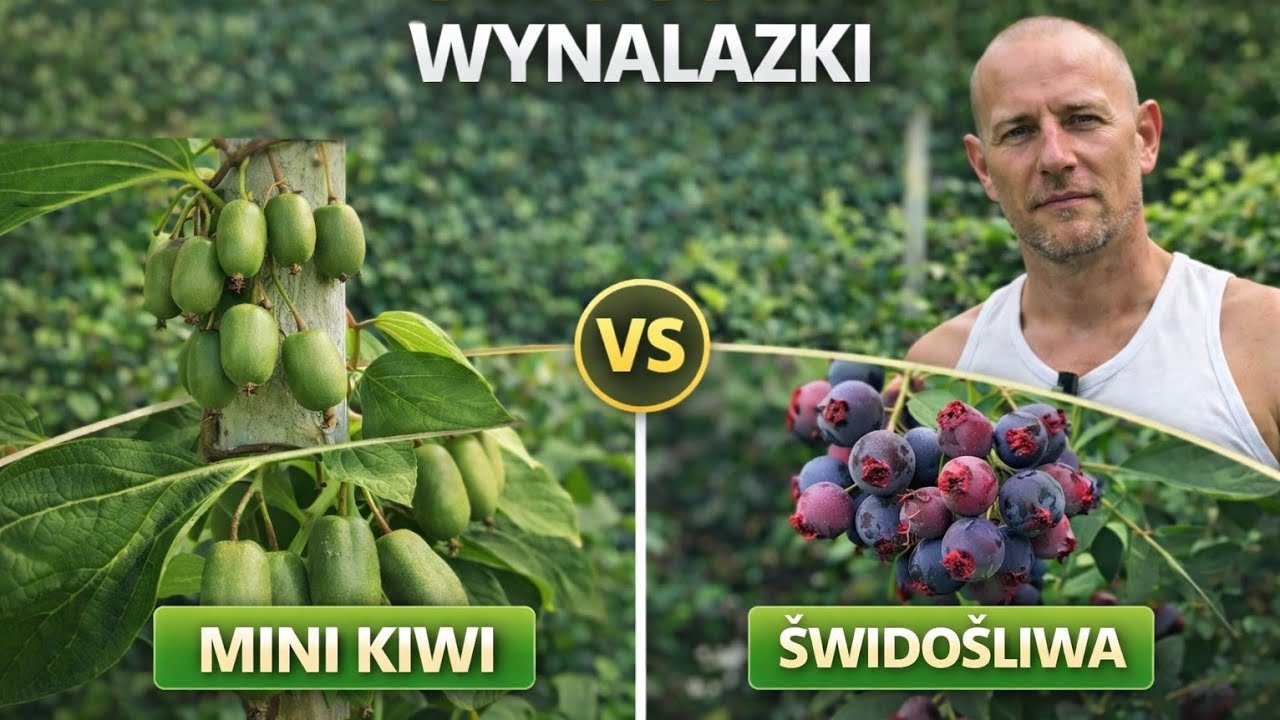 Owocowe wynalazki: mini kiwi i świdośliwa : małe wymagania odporne na choroby szkodniki i przymrozki