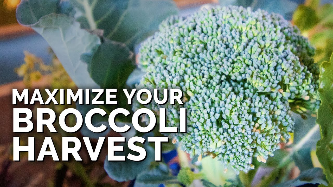 5 MUST-FOLLOW Tips for Harvesting Broccoli!