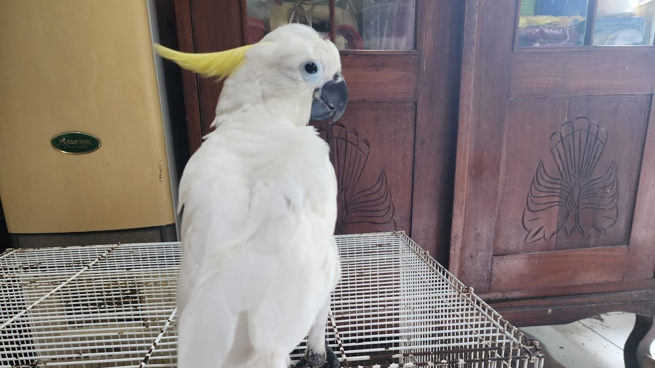MENGATASI BURUNG KAKAK TUA SAKIT MUNTAH, BEGINI CARANYA.