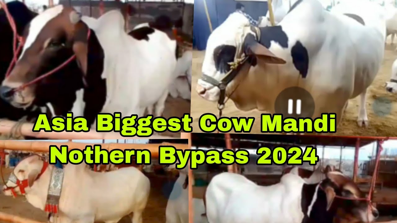 Asia Biggest Cow Mandi  Nothern Bypass 2024|Mandi mein Taizi Rates bi kam ho geye|Karachi Mandi2024