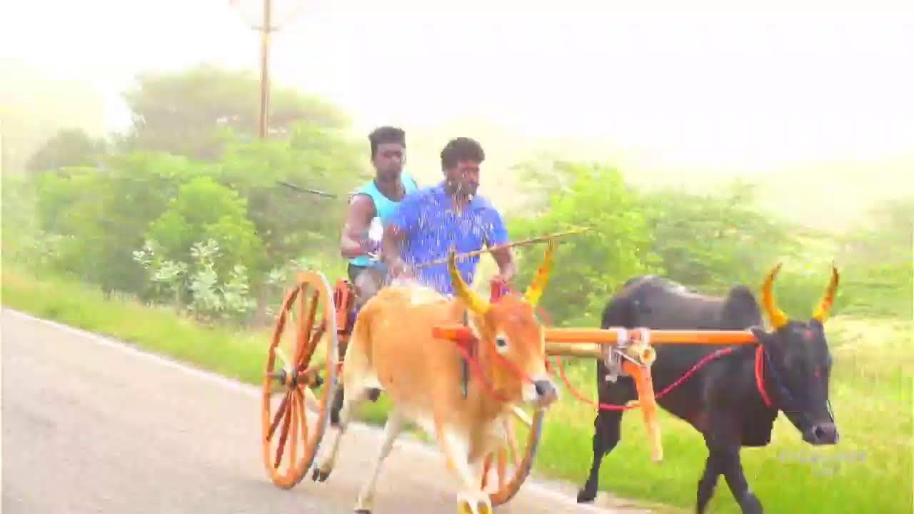 live எப்போதும் வென்றான் பூஞ்சிட்டு முதல் சுற்று 16-01-2026