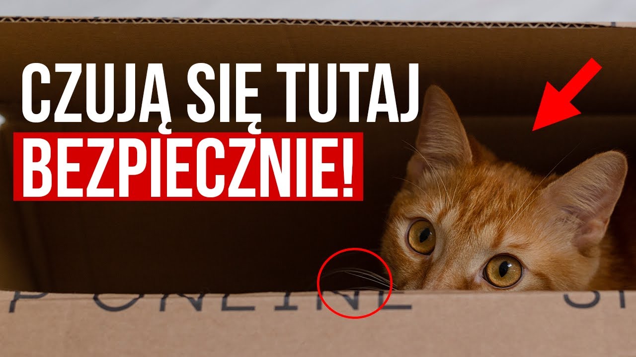DLATEGO Twoje koty nie potrafią się oprzeć pudełku! Odkryj 10 powodów.