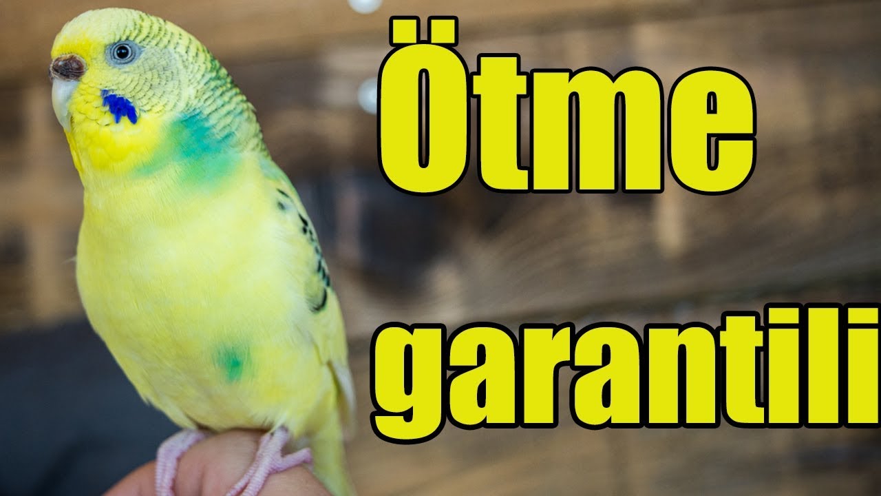 MUHABBET KUŞU SESİ  Kuşunuz Bu sese Karşılık Verecek Kuş Sesi