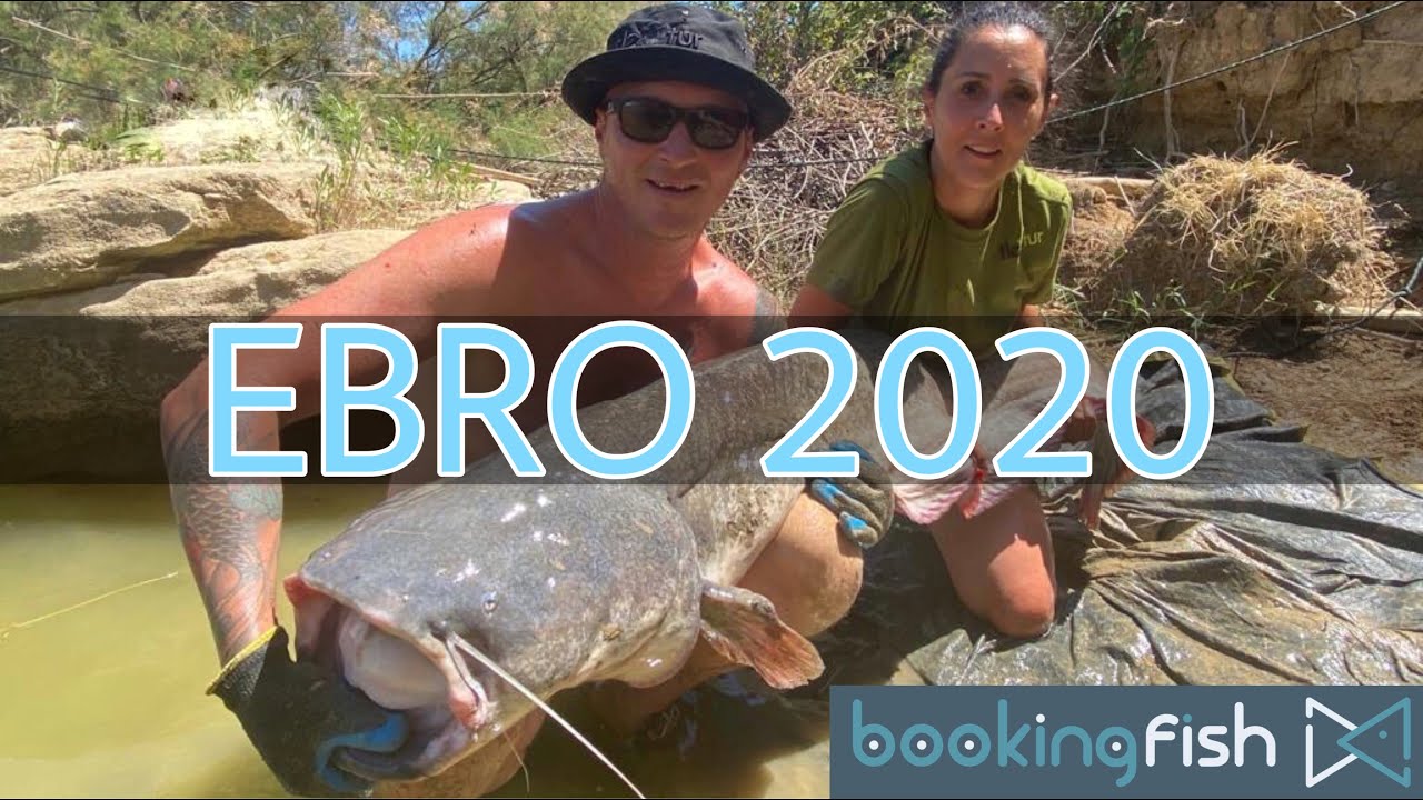Ogromne Sumy z Rio Ebro Wyprawa z Bookingfish.eu 2020. Giant Catfish Rio Ebro - summer holiday 2020