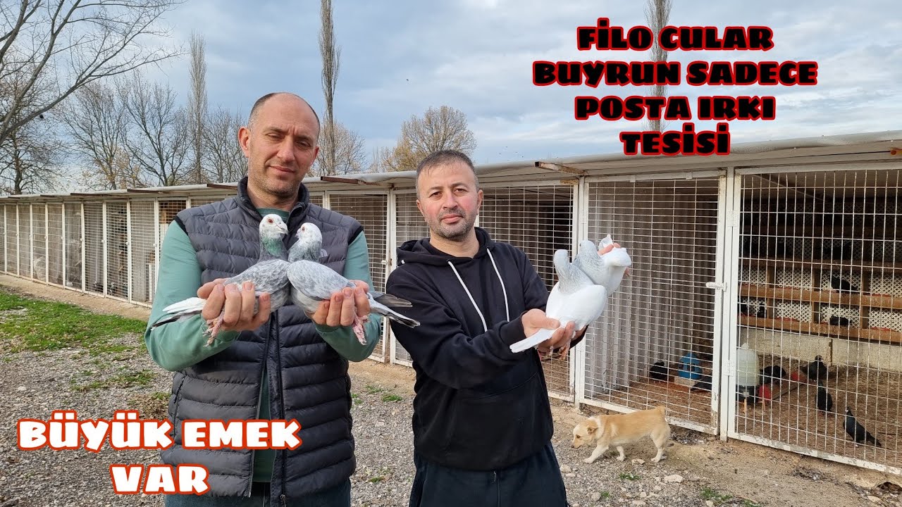 POSTA GÜVERCİN TESİSİ BÖLÜM  2
