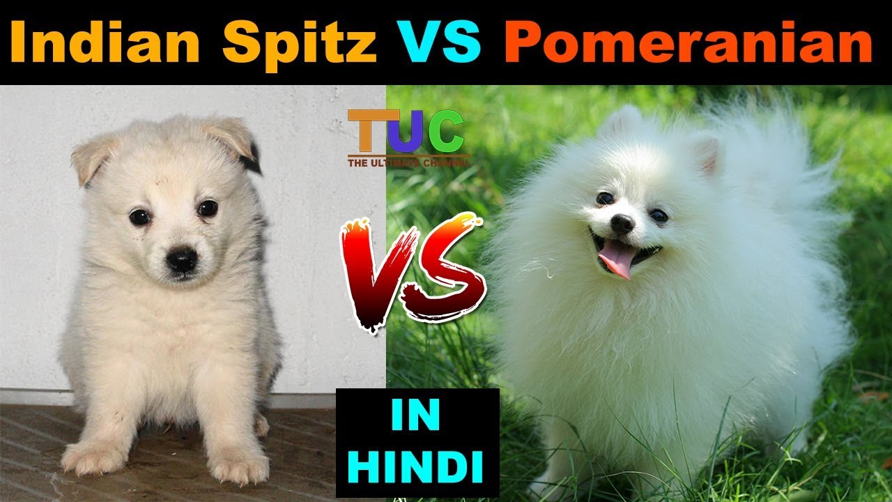 Indian Spitz vs Pomeranian : Dog VS Dog : TUC : The Ultimate Channel