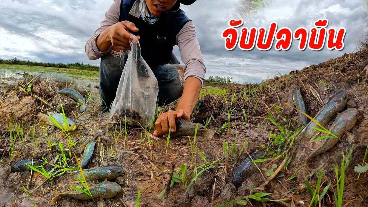 เยอะสุดๆ ปลาบืน ฝนตกใหม่ มีแต่ตัวใหญ่ๆ | ຈັບປາບືນແມ່ນ້ຳໃຫຍ່ປາຫຼາຍ