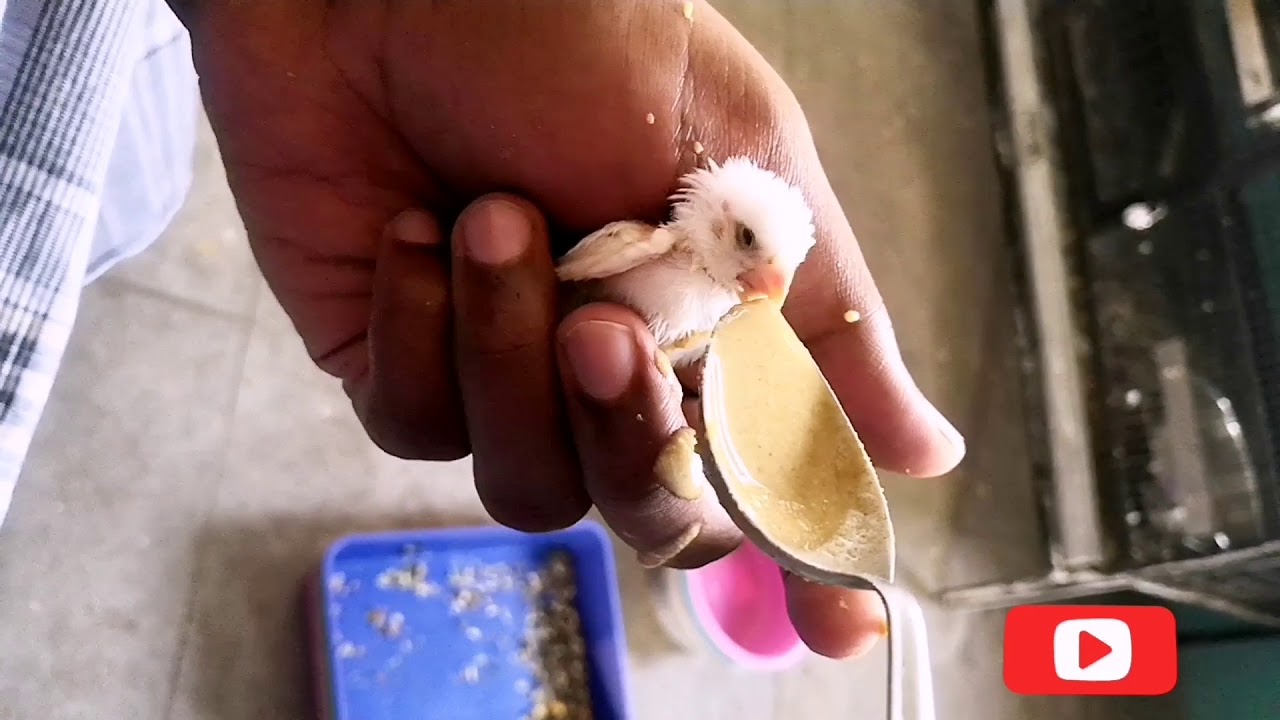 How to hand feed finches chicks in tamil