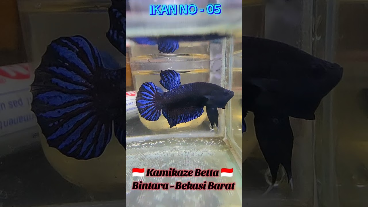 Kirim 5 ekor import jantan dan 1 ekor import betina super grade buat ke Kalimantan kapuas