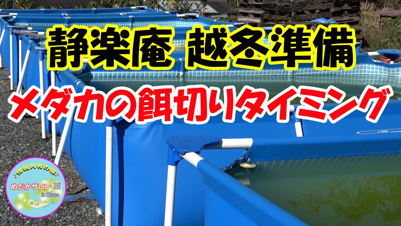 第185回静楽庵 【メダカの餌切りのタイミング】