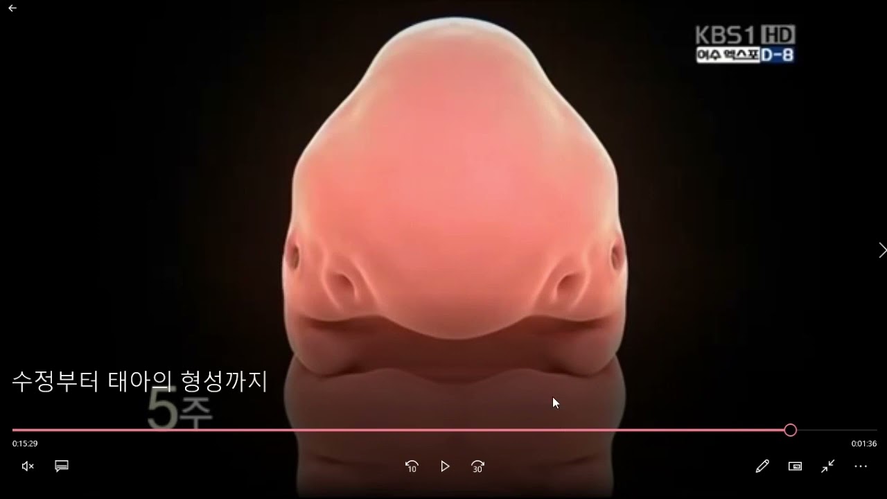 구강조직 및 발생학, 얼굴형성에 중요한 돌기