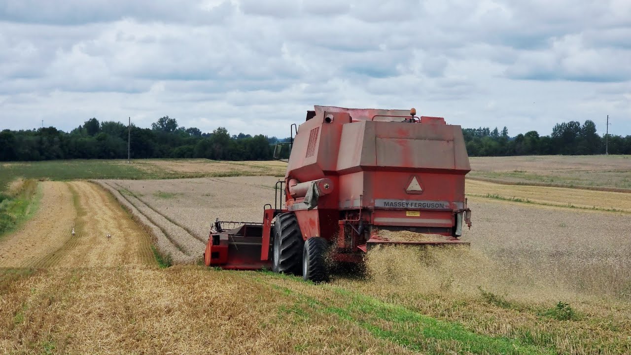 #149 Antra kūlimo diena. Rapsas per šlapias, lekiame į kviečius!🌾🌾🌾