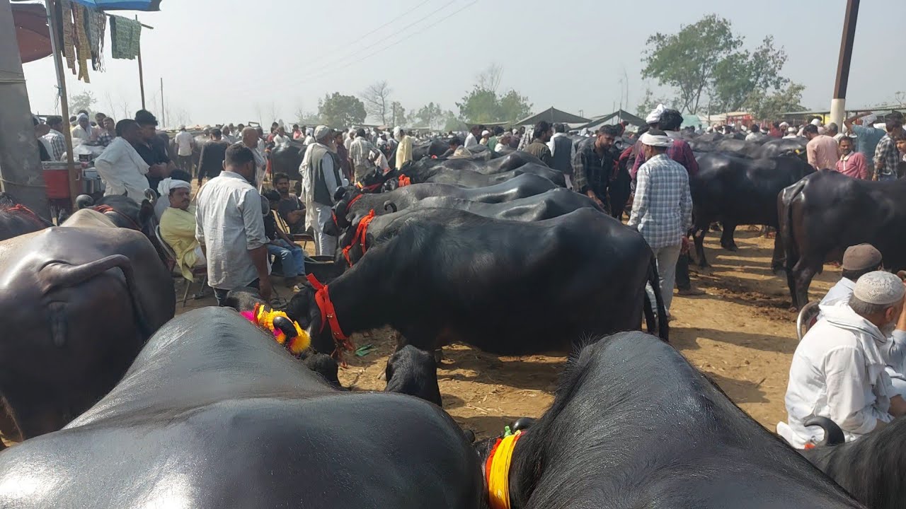 Parsi Pashu Mandi | Sale Murra Buffalo | Cattle Market  Meerut Mandi | Pashu Bajar | Nilli Ravi Majh