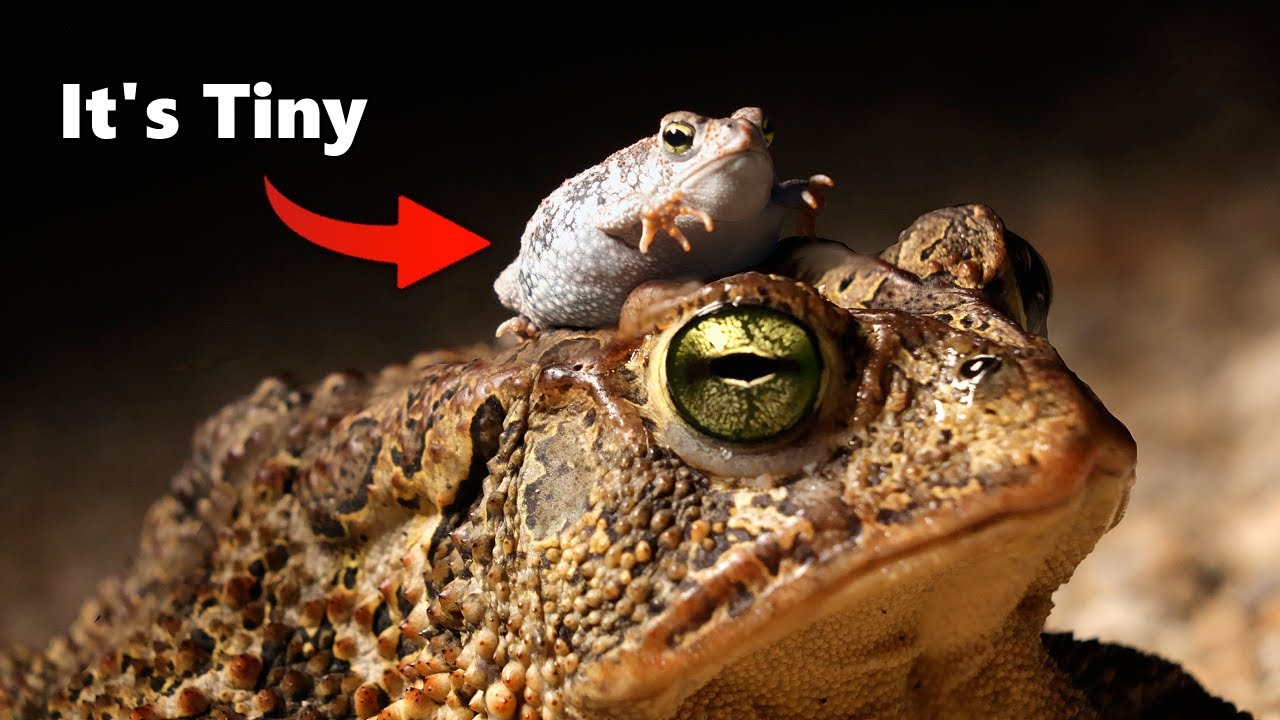 America's SMALLEST Toad: The Oak Toad!