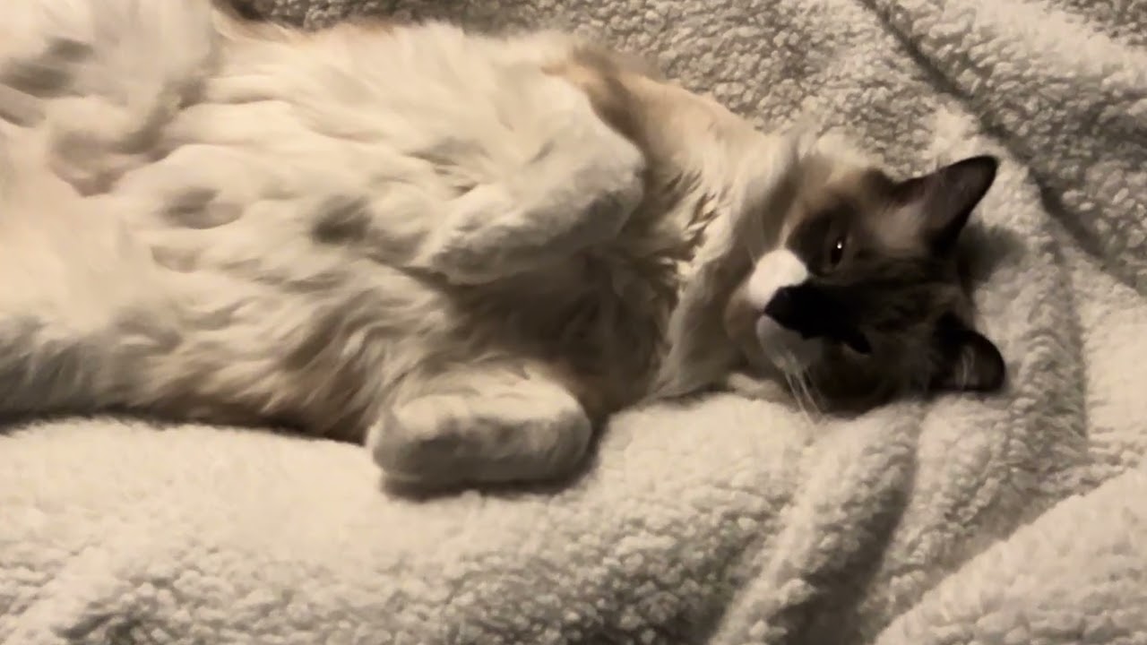 Waffle has no shame 