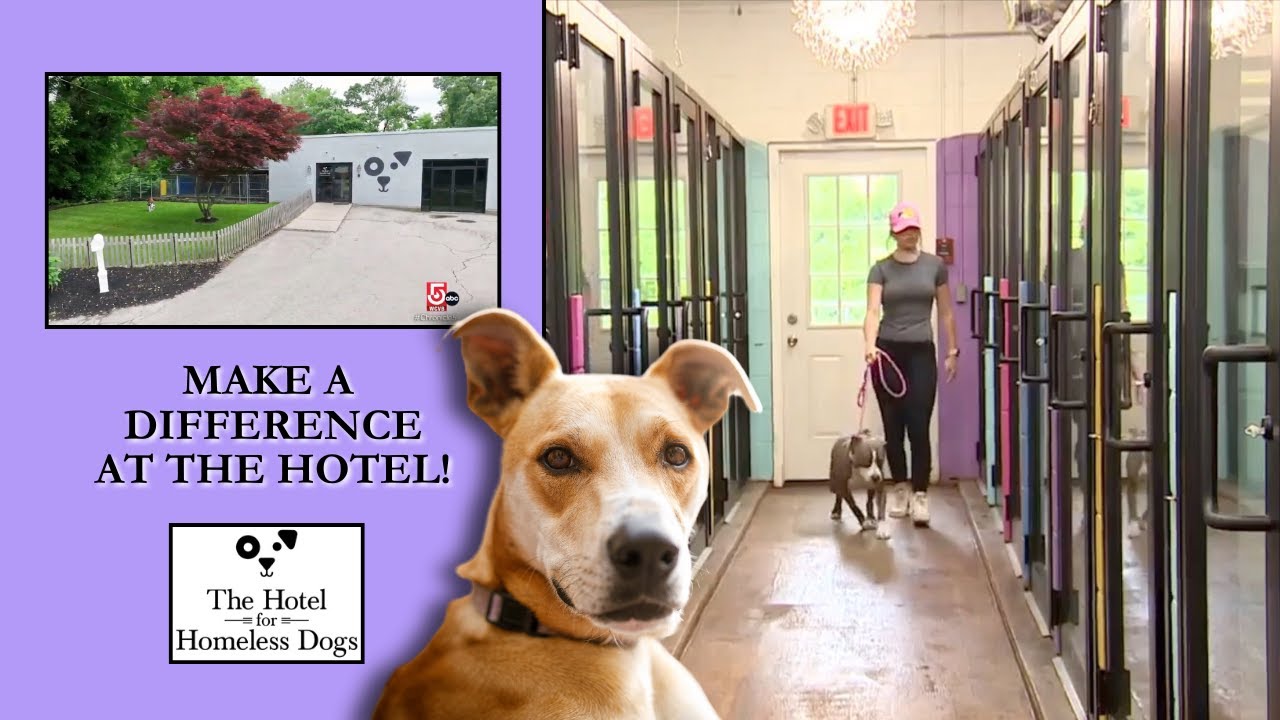 How to Get Involved and Make a Difference at The Hotel For Homeless Dogs! | HFHD Volunteer Program