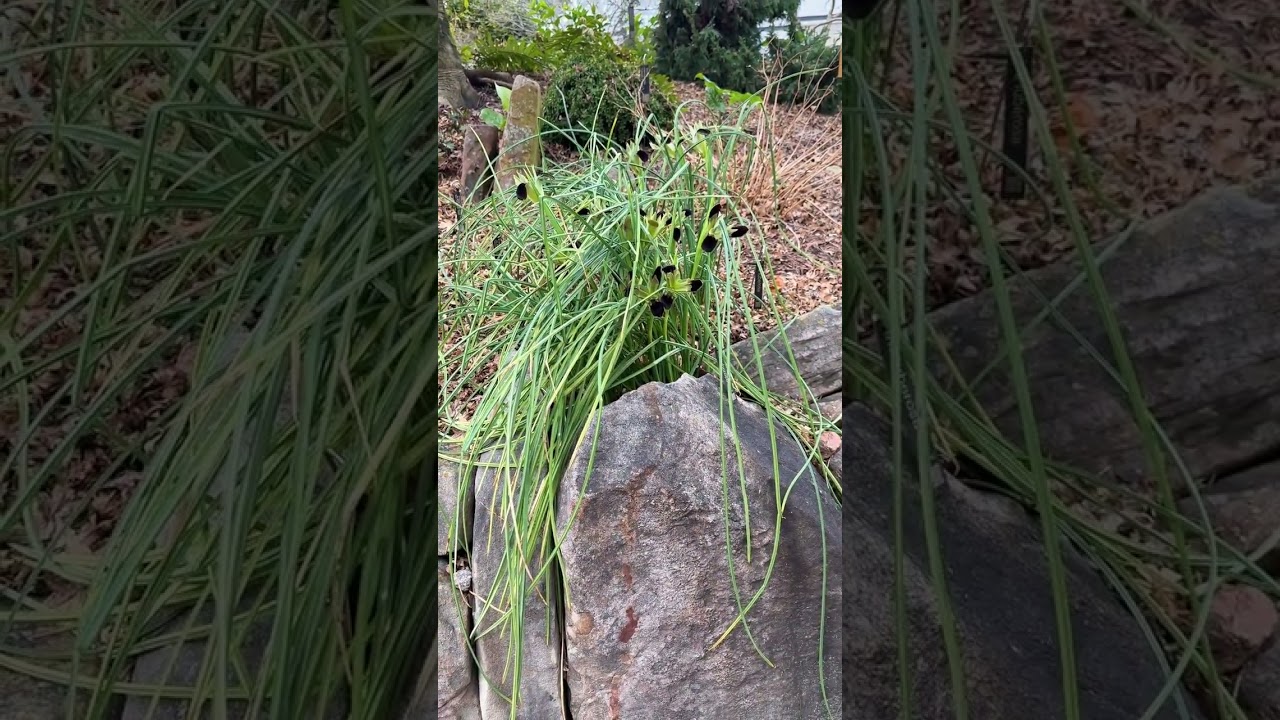 Iris tuberosa, the true Black Iris (no AI here!)