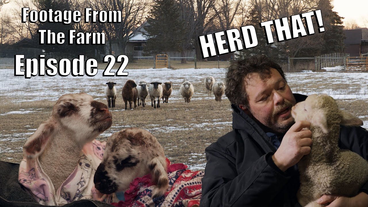 Видео с фермы: Эпизод 22 — На ферме Пола начался сезон ягнения! 🐑❤️#drpol #LambingSeason