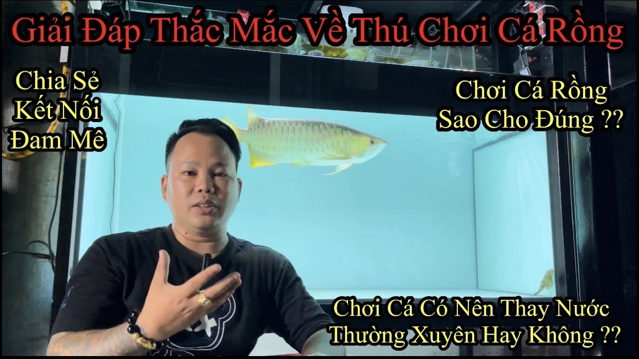Chơi Cá Có Nên Thay Nước Thường Xuyên Hay Không | giải Đáp Thắc Mắc Về Thú Chơi Cá Rồng