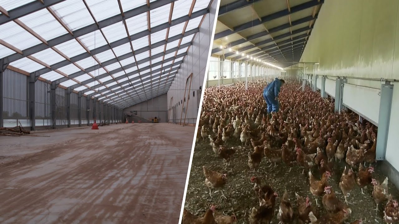 Vogelgriep gaat niet meer weg