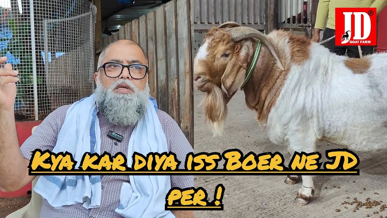 Kya kar diya iss Boer ne??? JD Goat Farm