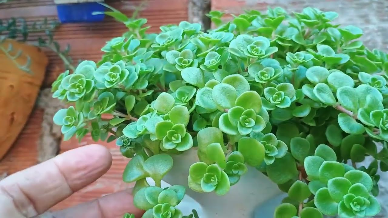 Atualização dos últimos replantes que estão lindos # meu jardim 