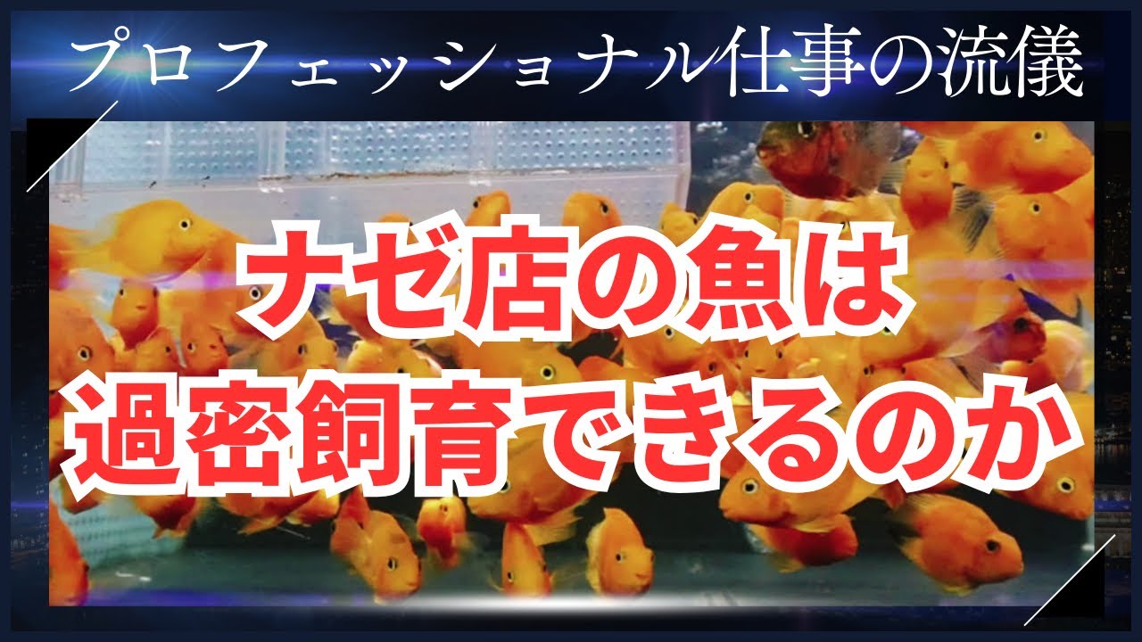 ナゼ店の魚は過密飼育できるのか？その秘密に迫ります。プロフェッショナル仕事の流儀 熱帯魚ショップ店員プロが解説！