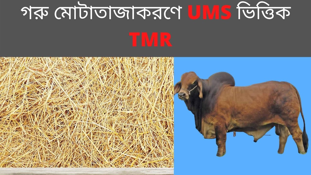 গরু মোটাতাজাকরনে UMS ভিত্তিক TMR।।UMS based TMR for cattle fattening।। MK Bashar