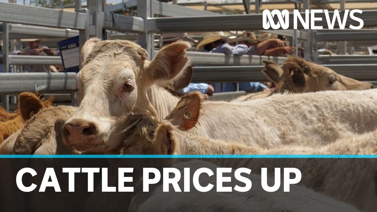 Rainfall drives NSW cattle prices up | ABC News