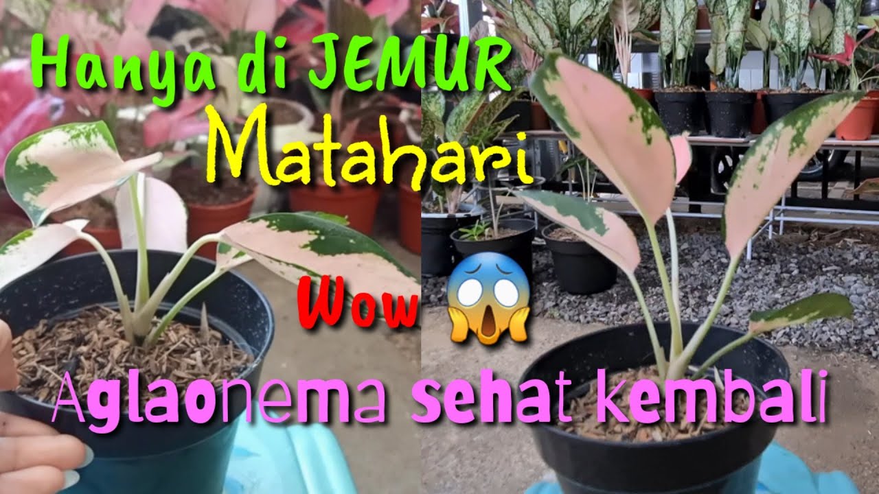 AGLAONEMA TREATMENT MATAHARI