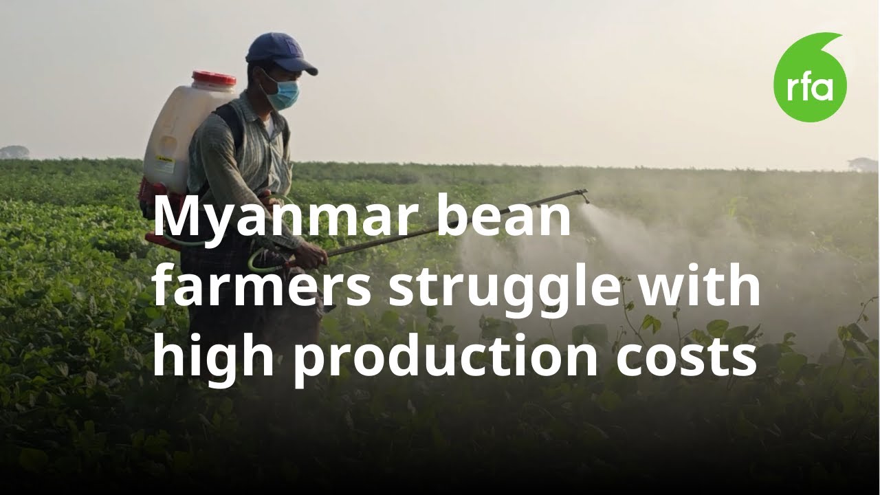 Myanmar&rsquo;s bean farmers struggle with high production costs | Radio Free Asia (RFA)