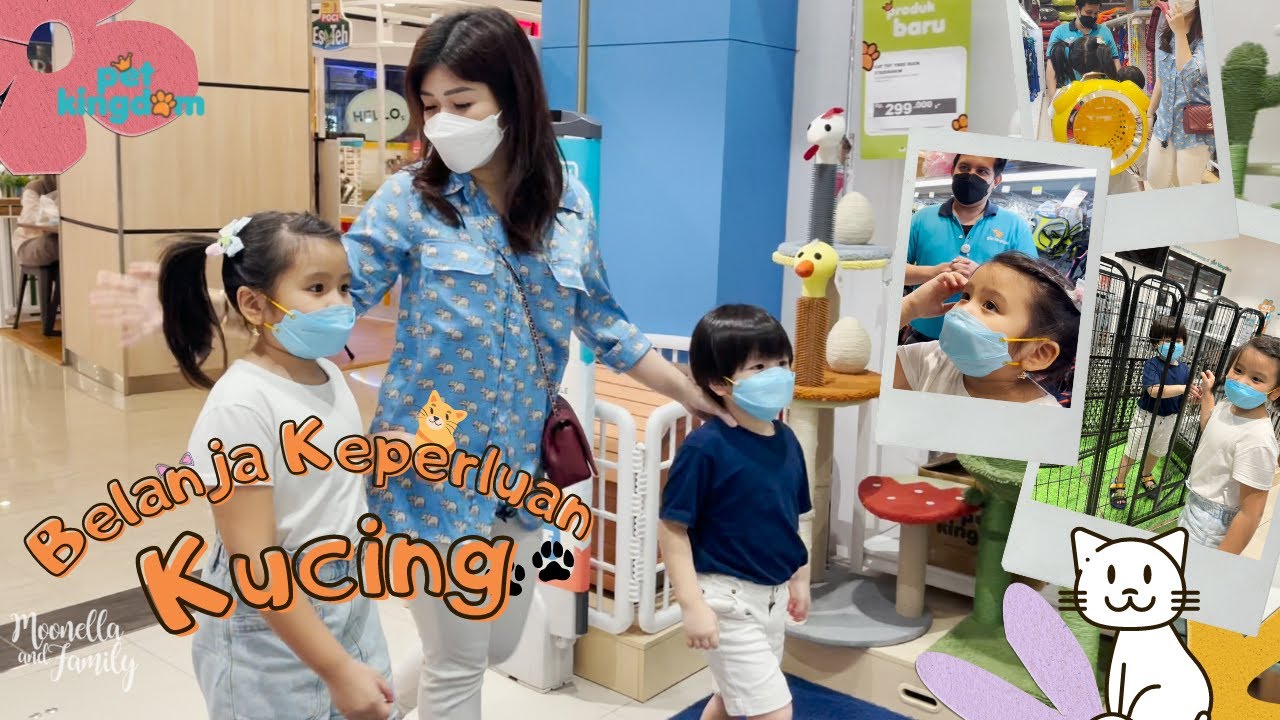 Belanja perlengkapan kucing!