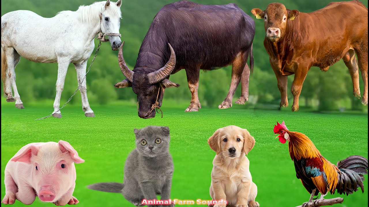 Cute Animal Sounds: Cat, Pig,  Elephant, Horse, Cow, Sheep, Dog, Lion – Animal Video