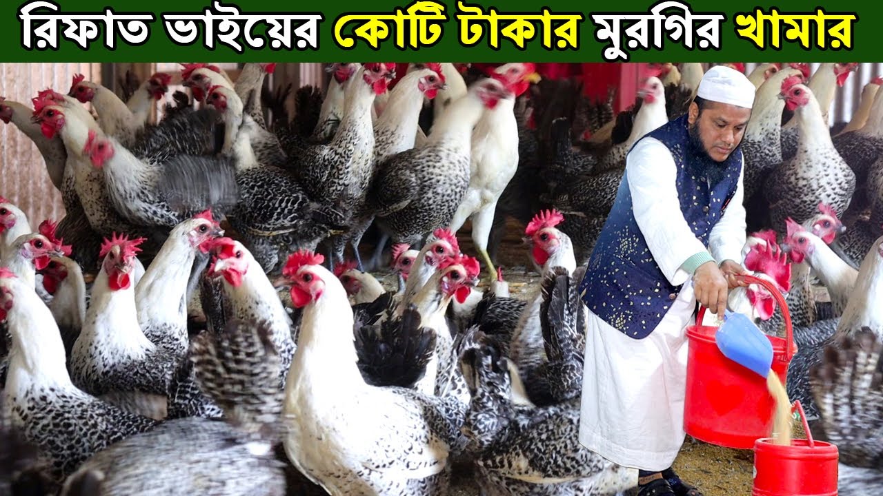 কোটি টাকার ফাউমি মুরগির খামার। দিনাজপুরের উদ্যোক্তা রিফাত ভাইয়ের মুরগি পালনে বাজিমাত। Morgi