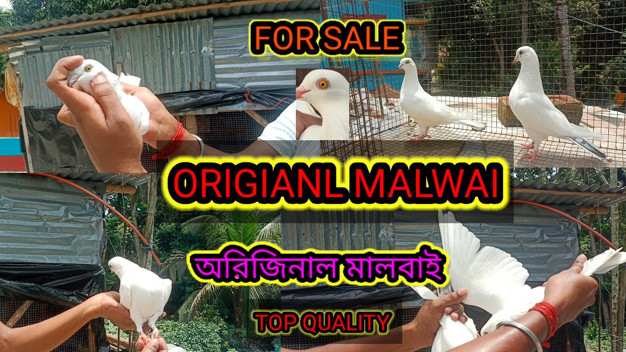 🕊️অরিজিনাল মালবাই মাস্টার পেয়ার সেল করা হবে🕊️Rs 2200 আরো কম হয়ে যাবে😱7 থেকে 8 ঘন্টা উড়ন🕊️