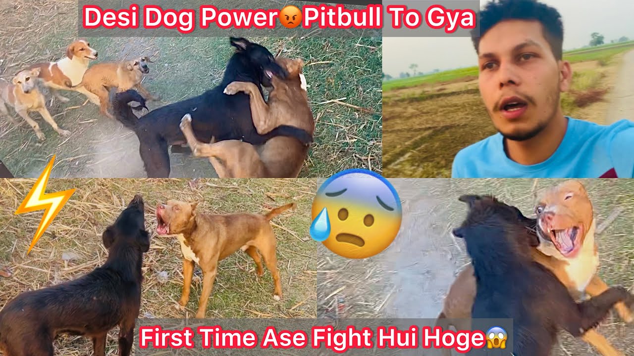 Kise Ka Pitbull Ghar Se Bhag Kar Aagya😰Desi Dog K Sath Ladai Hogye😡Desi N Pitbull Ko Bure Trh Pita😱
