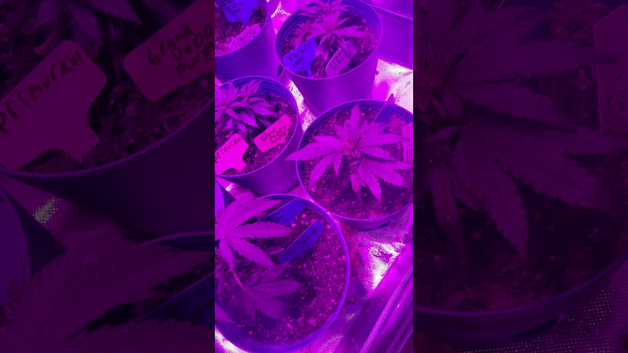 Grow update.. Week5.  Primordial Solutions..AgriPower.  NukeHeads FertiLome