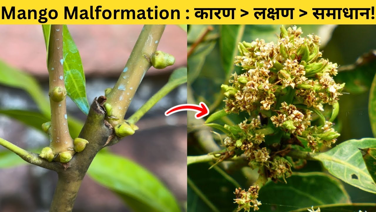 Best Treatment for Mango Malformation! | गुच्छा रोग से आम के पेड़ को कैसे बचाएं?