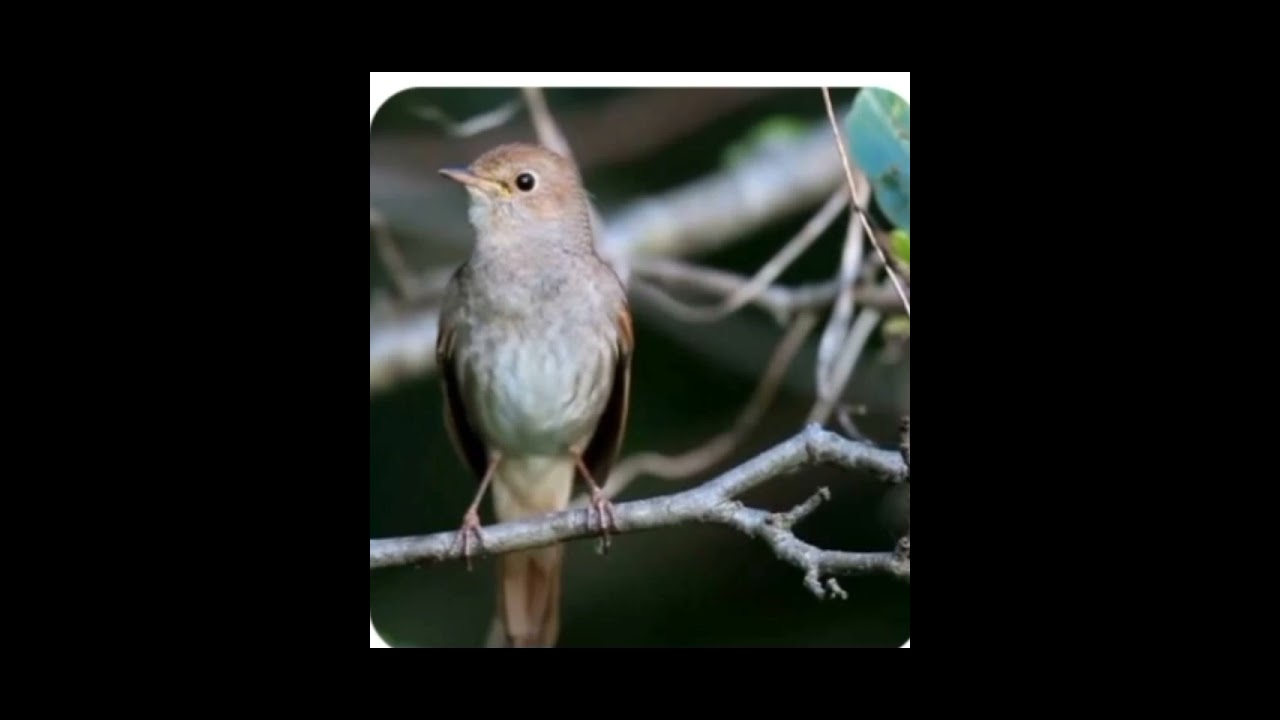 Burung sikatan londo suara merdu 