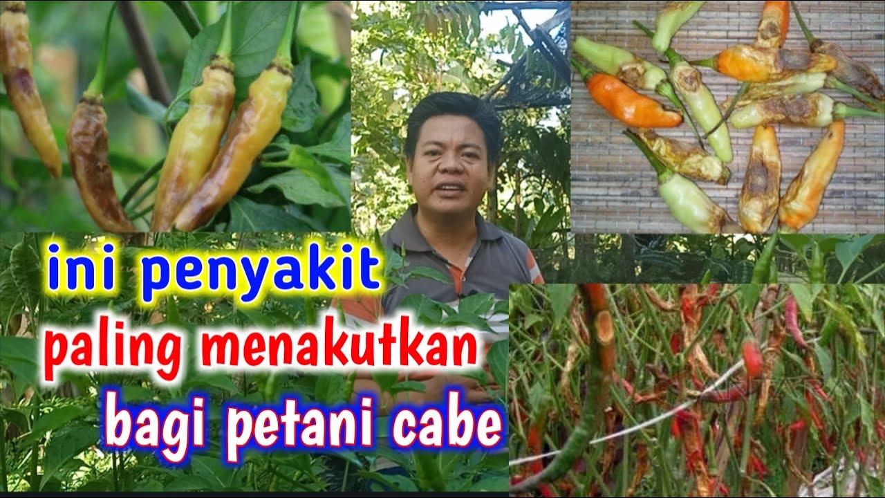 7 Langkah Jitu Atasi Busuk Buah (Patek/Antraknosa) Pada Tanaman Cabe