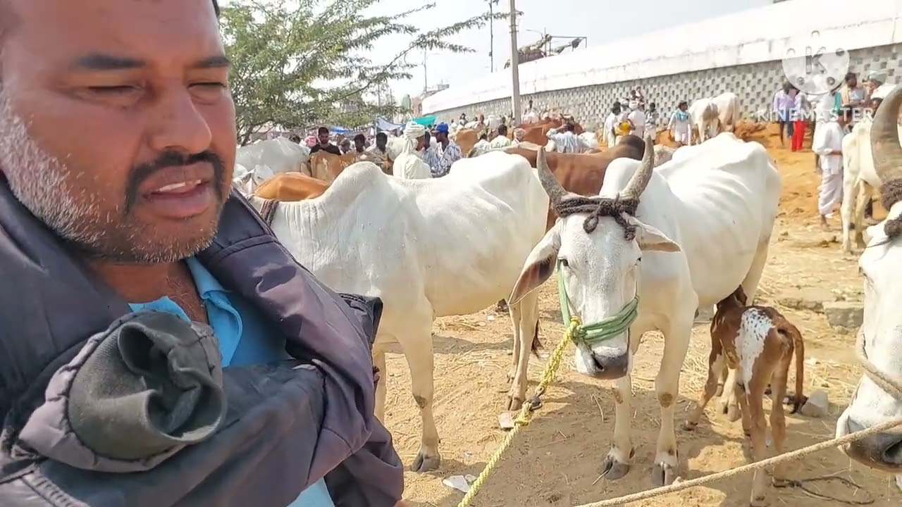 దేవరకద్ర సంతలో ఒకే వ్యక్తి దగ్గర 3 ఆవులు | Devarakadra cow market in Telangana | cow videos 