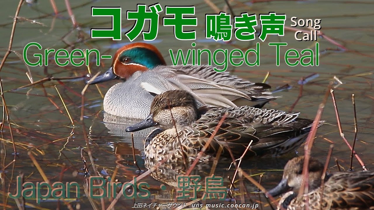 尻上げダンスで決めポーズ コガモ 鳴き声/ Green-winged Teal