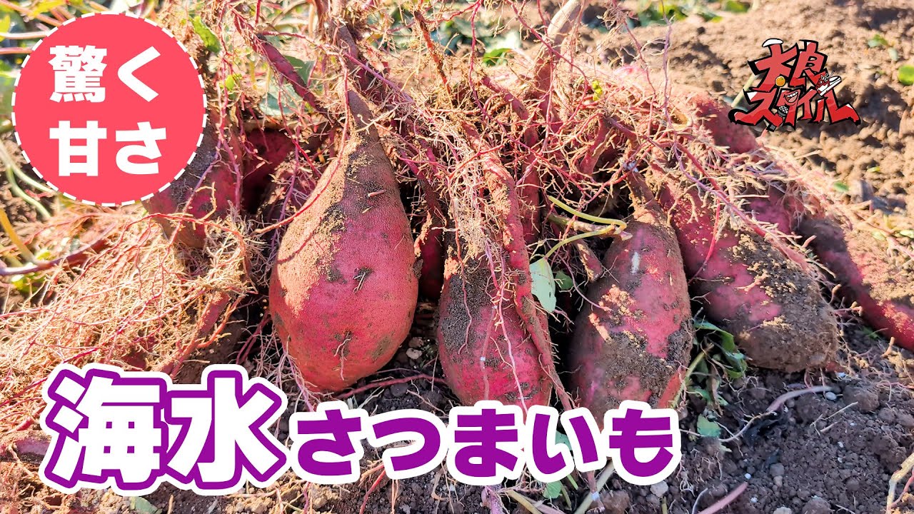 【海水さつまいも】糖度UPの秘密！海水＆貯蔵庫の魔法-佐賀県太良町