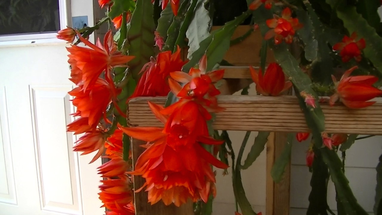 Orchid Cactus 4 15 2017