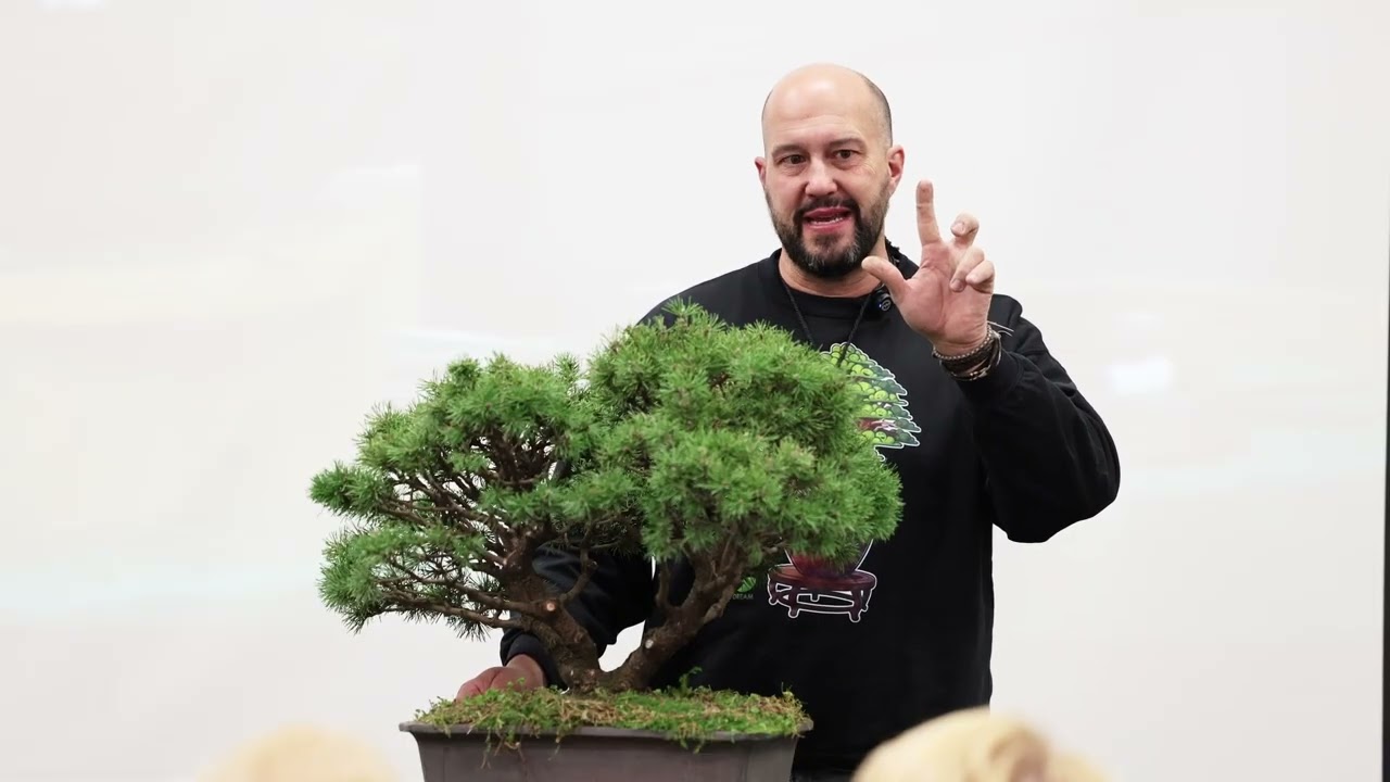 Libs Mauro Stemberger Styling Mugo Pine
