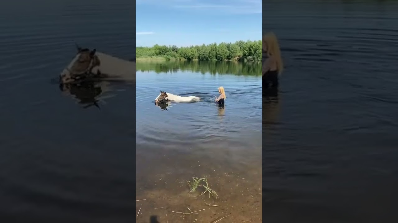 Let your horse swim. Schwimm Training Pferd